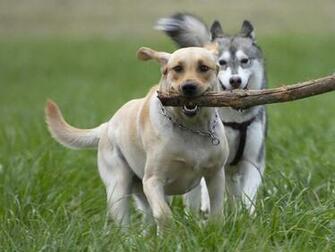 Wallpaper For Windows Xp Cavelier And Husky Dogs