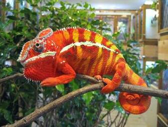 Panther Chameleon Wallpaper