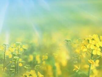 Background Widescreen Spring Grass HD