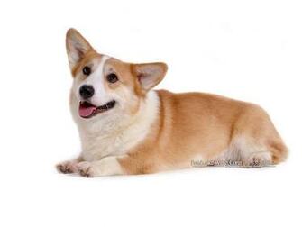 Corgi Dogs And Pembroke Welsh Puppies No Wallpaper