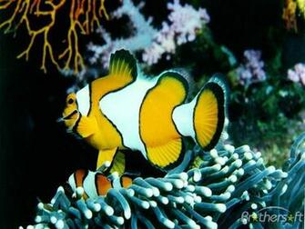 Fish Screensaver