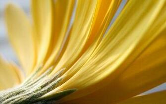 Yellow Petals Desktop Wallpaper