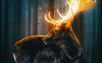 Magical Reindeer Forest 5k 1080p Resolution HD 4k Wallpaper Image