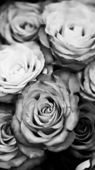 Black And White iPhone Wallpaper HD