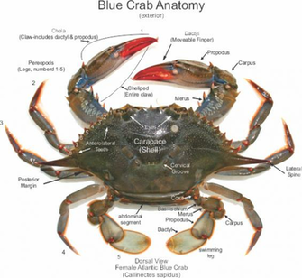 Cooked Blue Crab Wallpaper Pictures