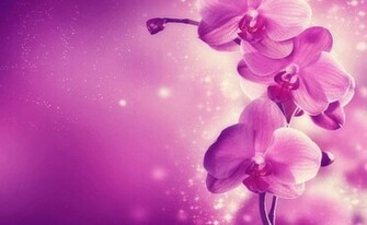 Purple Pink Orchid Hq Wallpaper