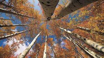 Aspen Wallpaper