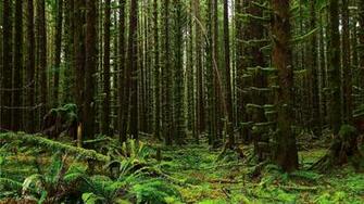 Mossy Forest Wallpaper Nature