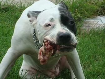 Pit Bull Id Buzzerg