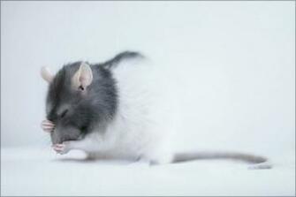 Cute Mouse Wallpaper