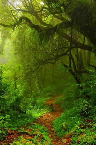 Custom World Maps Mystical Forest Wallpaper Green Nature