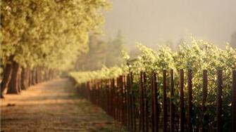 HD Wallpaper Wine Vineyard X Kb Jpeg