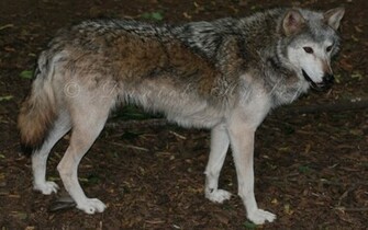 Timber Wolf Pictures All Wallpaper New