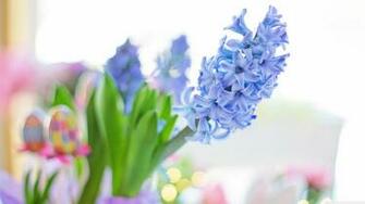 Easter Blue Hyacinth Flower Spring Ultra HD Desktop