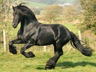 Wallpaper Horses Horse Pictures Desktop