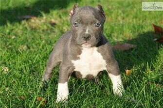 Pitbull Puppies Wallpaper HD Background Hivewallpaper