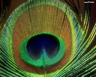 Wallpaper Of Peacock Feathers HD