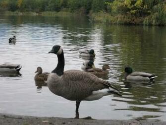 Canadian Goose Wallpaper