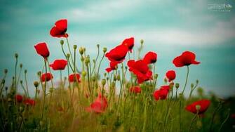 HD Best Wallpaper Of Poppy Flowers