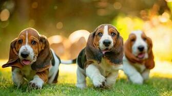 Dachshund Puppies Walk X Close