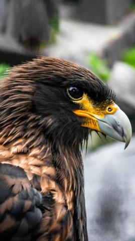 Golden Eagle Pictures HD Image Stock