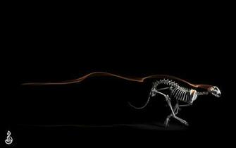 Skeleton Computer Wallpaper Desktop Background