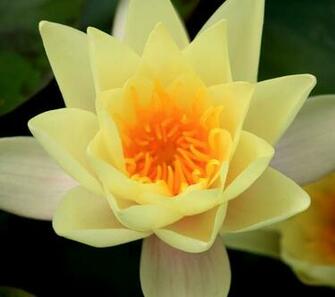 Yellow Water Liliy Wallpaper Wallpaper9