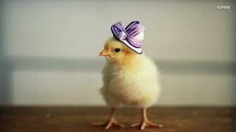 Chick Animals Wallpaper