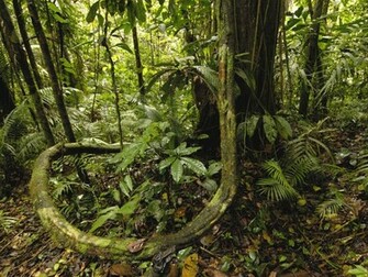 Happy Wallpaper Rainforest Background
