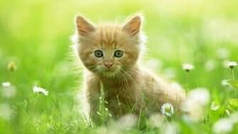 Cute Kitten Widescreen HD Desktop Wall Wallpaper 1080p