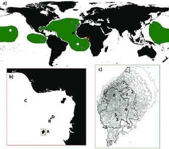Gulf Of Guinea Storm Petrel Hydrobates Cf Castro Distribution