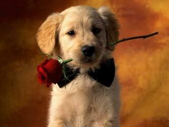 Cute Puppy Wallpaper