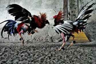 Silent Sender Anonymous Email News Tip Exposes Cockfighting