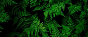 Green Wallpaper HD