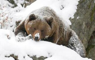 Grizzly Bear Wallpaper