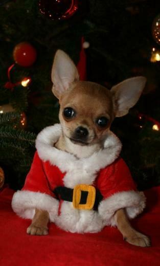 Merry Christmas All Small Dogs Photo