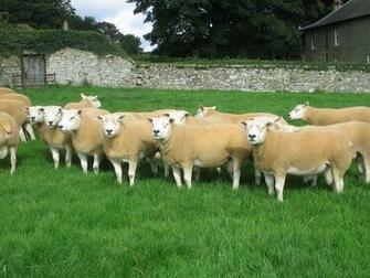Texel Sheep Cool HD Wallpaper Hivewallpaper