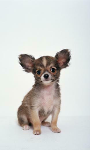 Chihuahua Wallpaper Weddingdressin