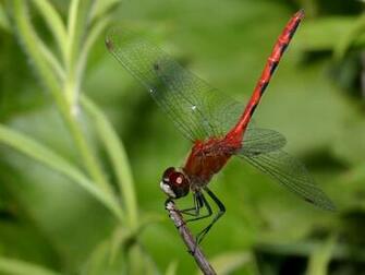 Dragonfly Wallpaper
