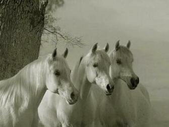 Arabian Horses Wallpaper The