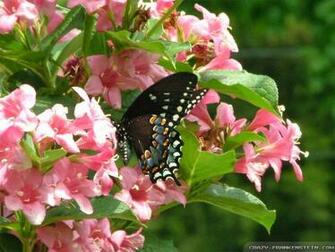 Spring Animal Wallpaper HD Attachment Site
