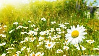 Go Back Image For Summer Wildflowers Wallpaper
