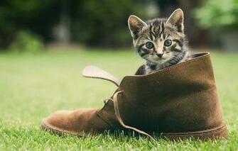 Screensaver For Cats Screensavers