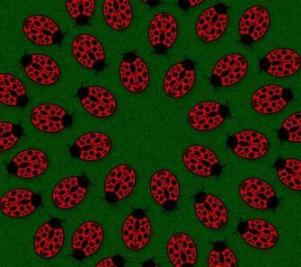 Ladybug Wallpaper By Capt2001