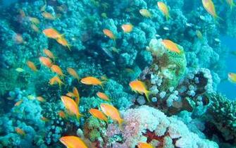 Aquarium Reef Wa