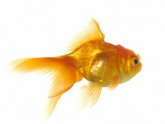 Goldfish Wallpaper