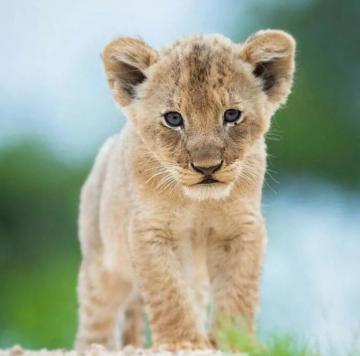 Lion Family Home