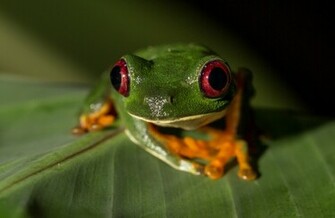 Animals Frogs Redeyed Tree Frog Amphibians HD Wallpaper