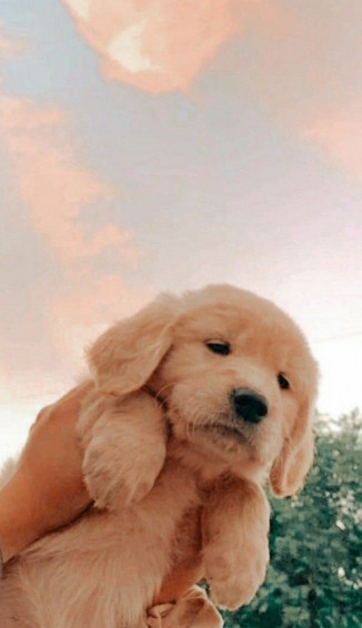 Aesthetic Wallpaper Widgets Soft Pastel Puppy Socute iPhone