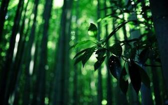 Of Bamboo HD Wallpaper Theme Bin Customization
